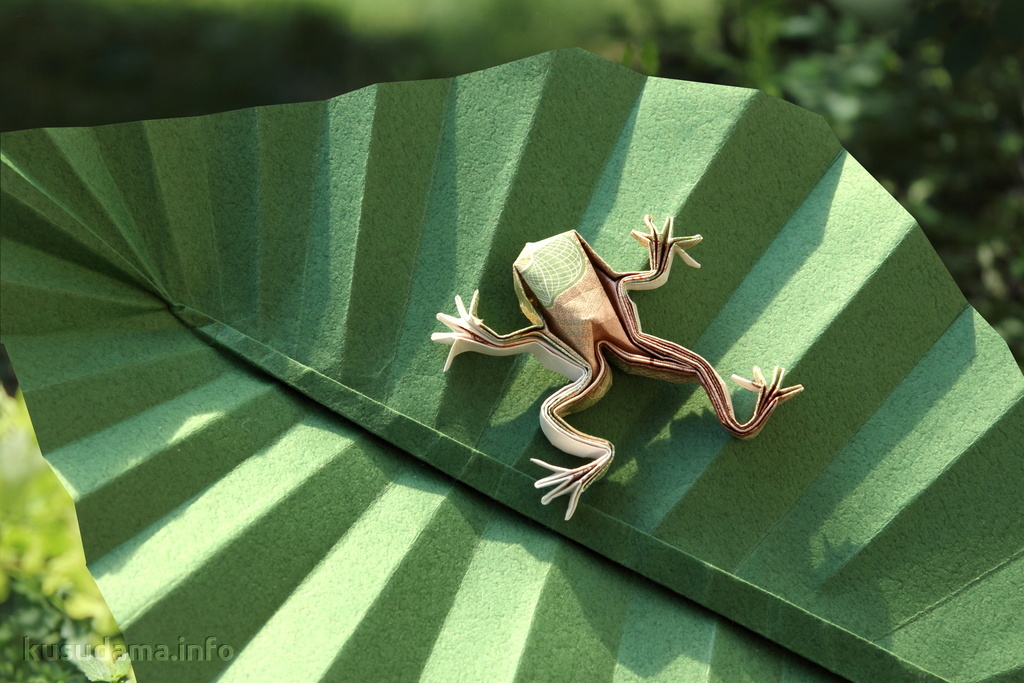 Tree frog by Rudolf Deeg