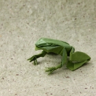 Frog by Chris Heynen