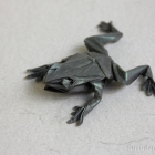 Tree Frog by Satoshi Kamiya