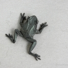 Tree Frog by Satoshi Kamiya
