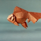 Oranda Goldfish by Ronald Koh