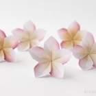 Plumeria flowers by Aldo Marcell